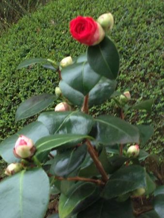 rose